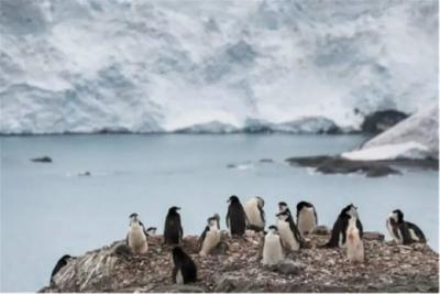 南极疫情扩散，又有24人感染