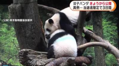 旅日双胞胎熊猫同游客见面 每人只能参观1分钟