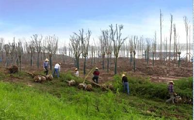 监利建设百万亩森工原料林基地助推乡村振兴
