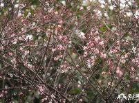 组图丨荆州冬日红梅花儿开