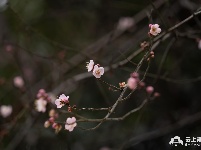 组图丨荆州冬日红梅花儿开