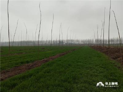 绿满荆州|石首：植树造林 建设长江经济带明星城市