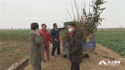 松滋出了位种植能手，把果树苗圃变成致富“钱袋子”