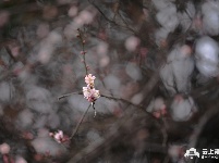 组图丨荆州冬日红梅花儿开