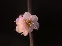 组图丨荆州冬日红梅花儿开