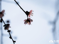 组图丨荆州冬日红梅花儿开