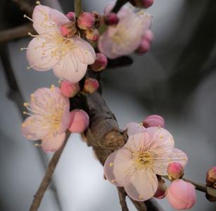 湖北荆州：冬日红梅花儿开