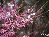 图集丨古城迎白雪！