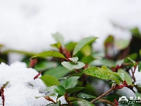 图集丨古城迎白雪！