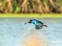 “最美水鸟”紫水鸡现身公安县崇湖国家湿地公园