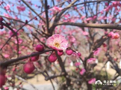 梅花竞相绽放 赏花正当时