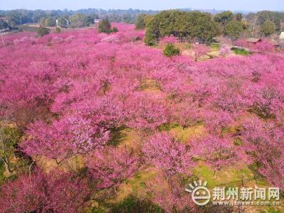 张张都是壁纸！恒荣梅园沉浸感大片上线