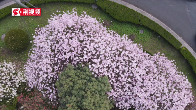 V视丨荆州三月里的花儿 争奇斗艳