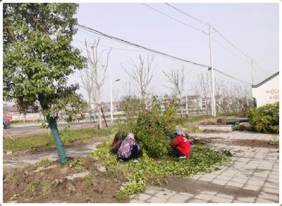 我为群众办实事|党员帮办“微心愿”  开发区一小区更换广场树木