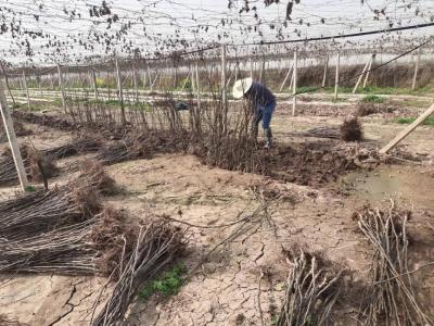 雷霆打击违法，荆州高新区资规分局依法铲除基本农田上种植的5000株果树