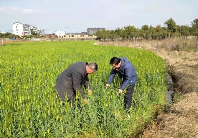 荆州区川店镇：抢农时抓春管 聚全力保春耕