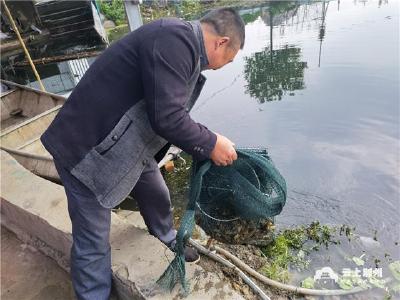 沙市区锣场镇：“水上春耕”正当时 稻田投放虾苗忙