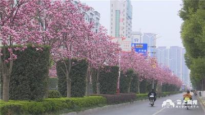 春意渐浓 文明赏花从我做起