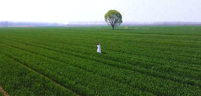 MV|荆州江南麦田