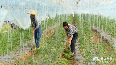 荆州区：“种养结合”玩转生态农业