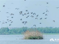 图集丨荆州：长湖野生鸟类迎来繁殖季