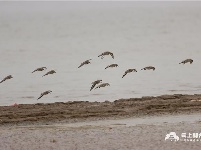 图集丨荆州：长湖野生鸟类迎来繁殖季