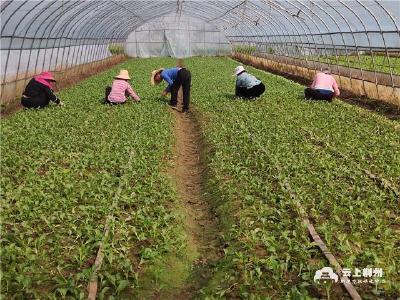 荆州：本地蔬菜陆续上市 价格亲民尝鲜正当时