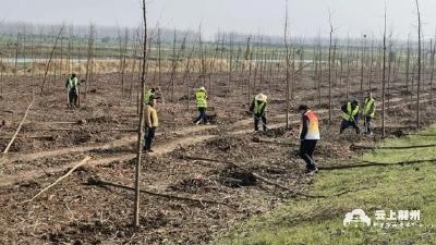 荆州市长江河道管理局全面完成植树造林任务