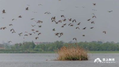 荆州：生态优化 长湖鸟类迎来繁殖季