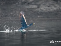 图集丨荆州：长湖野生鸟类迎来繁殖季