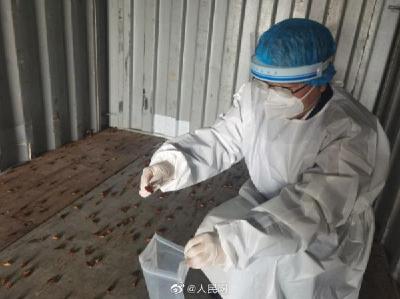 全民国家安全教育日|厦门海关在进境空集装箱中截获2000只活蟑螂