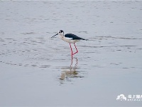 图集丨荆州：长湖野生鸟类迎来繁殖季