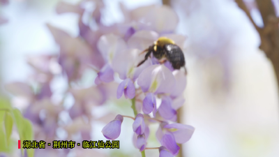 临江仙公园：紫藤花香飘飘 游人如织