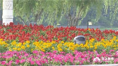 喜迎“五一”，40余万盆鲜花扮美荆州街头