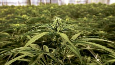 美国众议院投票通过大麻在全美范围内合法化法案