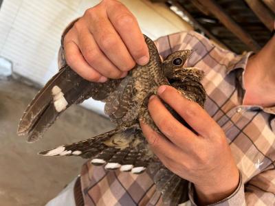 点赞！公安县救助一只国家二级保护动物夜鹰