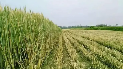 多地紧急排查割青麦行为