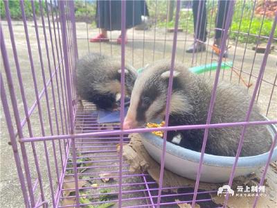 公安县村民在田间发现野生猪獾幼崽