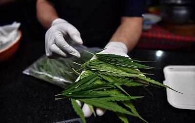 泰国成亚洲首个大麻合法化国家，娱乐性使用仍被禁止