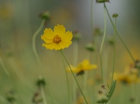 图集丨柳林洲之花