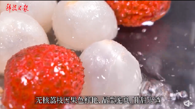 爱吃荔枝的有口福了！专家攻克无核荔枝种植难题