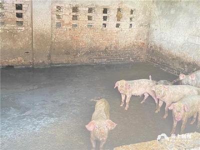 禁止泔水养猪！荆州推进餐厨垃圾规范化处置