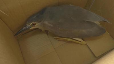 江陵一村民捡到受伤“大鸟” 原是国家二级保护动物“夜鹭”