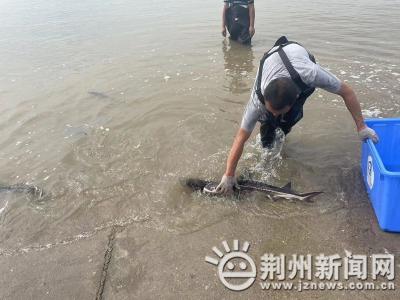 全国“放鱼日” | 荆州2万余尾中华鲟子二代放归长江