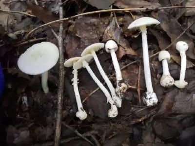 预警！死亡率达20%，这件事千万别做！