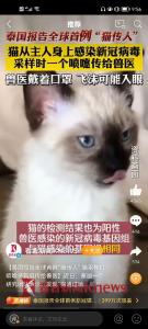 全球首例！新冠猫传人