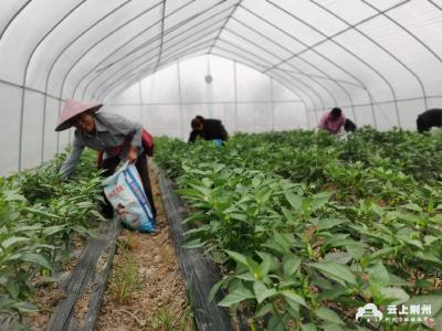 急！120亩辣椒滞销，农户急盼销路！