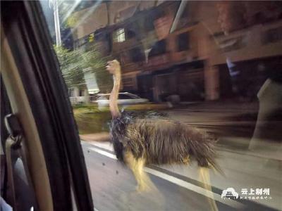 鸵鸟“离家出走”与汽车赛跑 监利民警火速处置