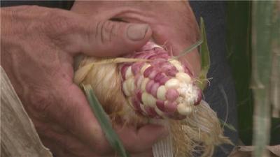 种甜玉米遭受损失 农业执法部门来维权