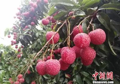 1000元一斤的荔枝！不是“刺客”是“带刀侍卫”